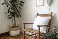 Rustic chair and rubber tree plant in interior room Royalty Free Stock Photo