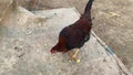 Rustic Charm: Free-Range Chicken Foraging on the Ground