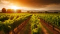 Rustic Charm of a Sunset Vineyard.