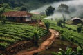 Rustic Coffee plantation sunset. Generate Ai