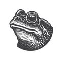 Rustic Common Toad Frog Head Engraved Style Vector. Royalty Free Stock Photo