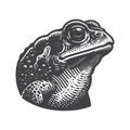 Rustic Common Toad Frog Head Engraved Style Vector. Royalty Free Stock Photo