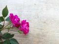 Mini roses with branches and leaves on a cutting board. Copy Space. Royalty Free Stock Photo