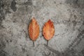 Rustic concrete background with dry leaf.