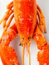 Rustic cooked boiled red lobster Royalty Free Stock Photo