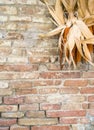 Rustic country theme. Detail of brik wall with corncobs