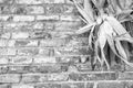 Rustic country theme. Detail of brik wall with corncobs (Black and White)