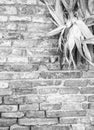 Rustic country theme. Detail of brik wall with corncobs (Black and White)