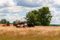 Rustic cows in a field at noon