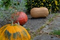 Rustic decorative gourd on stone footpath with yellow flower in background Royalty Free Stock Photo