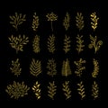 Rustic decorative plants collection. Hand drawn vector design elements.