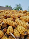 Rustic Dried Corn on Cobs
