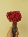 Rustic Dried Flower Bunga Jawan Wildery