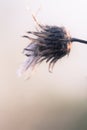 Rustic dried flower