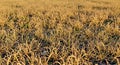Rustic Dry Yellowed Grass Texture Late Summer Drought Natural Field Background Royalty Free Stock Photo