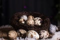 Rustic Easter, quail eggs in a ceramic bowl on the table. Royalty Free Stock Photo