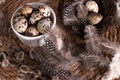 Rustic Easter, quail eggs in a ceramic bowl on the table. Royalty Free Stock Photo