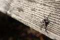 Rustic picture of scary grey spider laying in the sunlight