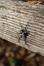 Rustic picture of scary grey spider laying in the sunlight