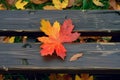 Rustic elegance captured as a maple leaf graces a wooden bench Royalty Free Stock Photo