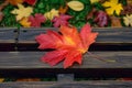 Rustic elegance captured as a maple leaf graces a wooden bench Royalty Free Stock Photo