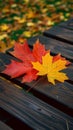 Rustic elegance captured as a maple leaf graces a wooden bench