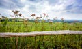 Rustic fence enclosing meadow Royalty Free Stock Photo