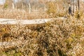 Rustic fence in the field Royalty Free Stock Photo