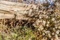 Rustic fence in the field Royalty Free Stock Photo