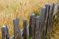 Rustic fence beside a golden field of grasses