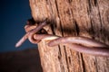 Rustic Fence Post With Barbed Wire Royalty Free Stock Photo