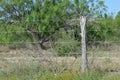 Rustic Fence Post Royalty Free Stock Photo