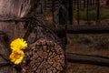 Rustic Fence Post With Wildflowers Royalty Free Stock Photo