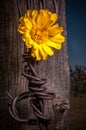 Rustic Fence Post With Wildflowers Royalty Free Stock Photo