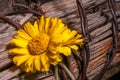 Rustic Fence Post With Wildflowers Royalty Free Stock Photo