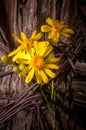 Rustic Fence Post With Wildflowers Royalty Free Stock Photo