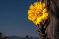 Rustic Fence Post With Wildflowers Royalty Free Stock Photo