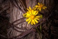 Rustic Fence Post With Wildflowers Royalty Free Stock Photo