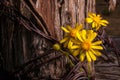 Rustic Fence Post With Wildflowers Royalty Free Stock Photo