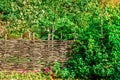 rustic fence woven from branches against background of trees. Wicker fence entwined with bindweed