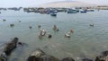 Rustic fishing boats and pelicans in Ancon