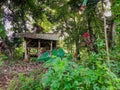 Rustic forest hut surrounded by lush tropical greenery Royalty Free Stock Photo