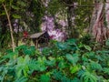 Rustic forest hut surrounded by lush tropical greenery Royalty Free Stock Photo