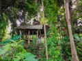 Rustic forest hut surrounded by lush tropical greenery Royalty Free Stock Photo