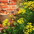 Rustic garden with brick wall and wild flowers