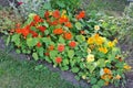 Rustic garden flower bed with blooming red and yellow nasturtium
