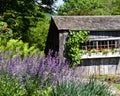 Rustic garden shed with flower boxes