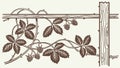Rustic Grapevine on a Wooden Trellis Decorative Element, vector design Generative AI Royalty Free Stock Photo