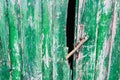Rustic Green Door Architecture Rusty Desin Style Paint Royalty Free Stock Photo