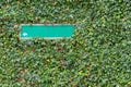 rustic green signpost sign closeup overgrown leaves